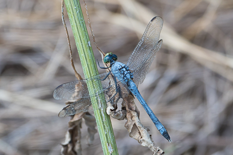 Eastern Pondhawk